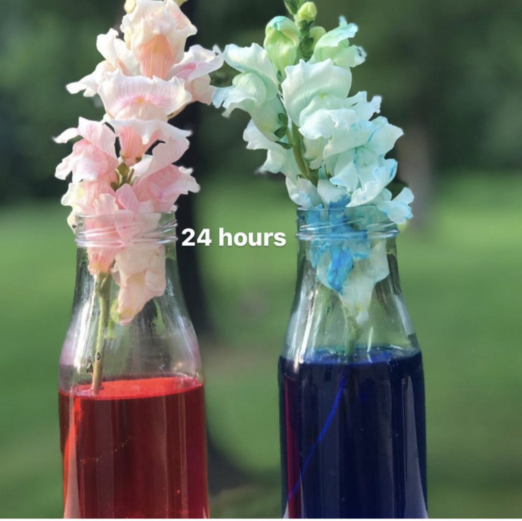 a photo of 2 glass bottles - 1 red water, 1 blue water and  flowers inside.  the flowers have pink and blue petals